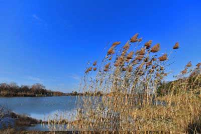 四川新津白鹤滩国家湿地公园